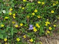 (8) Violet amid Creeping Jenny (Lysimachia nummularia)